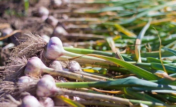 Garlic cultivation is suitable after monsoon