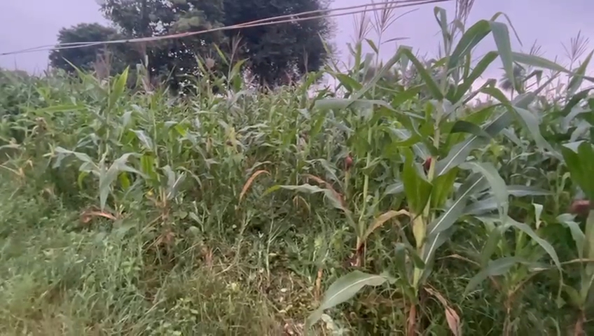 Wild elephants In Latehar