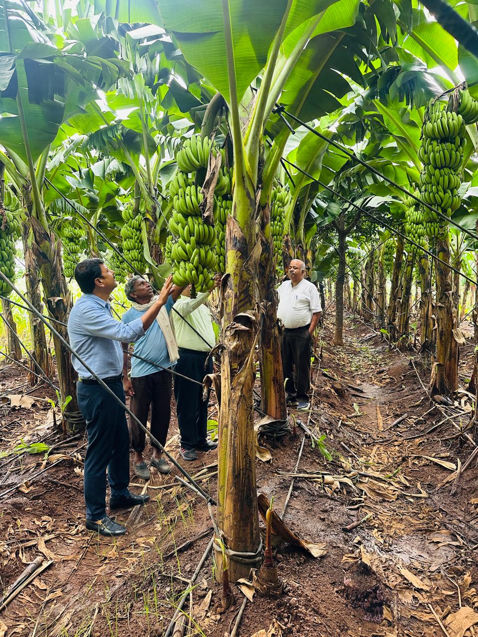 FARMER EARN 4 LAKH Banana FARMING