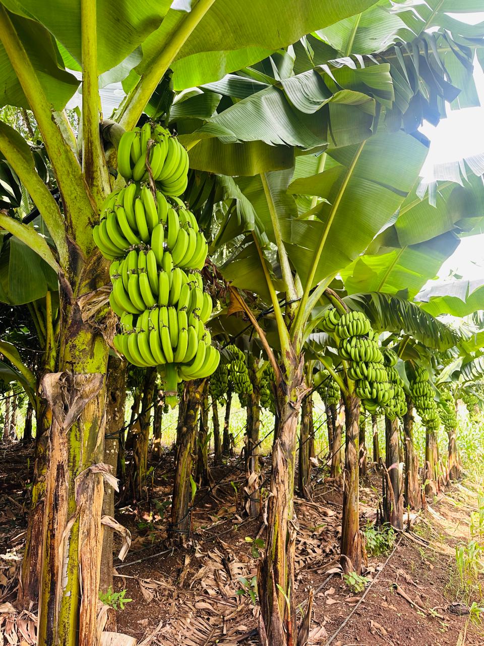 Banana Natural farming