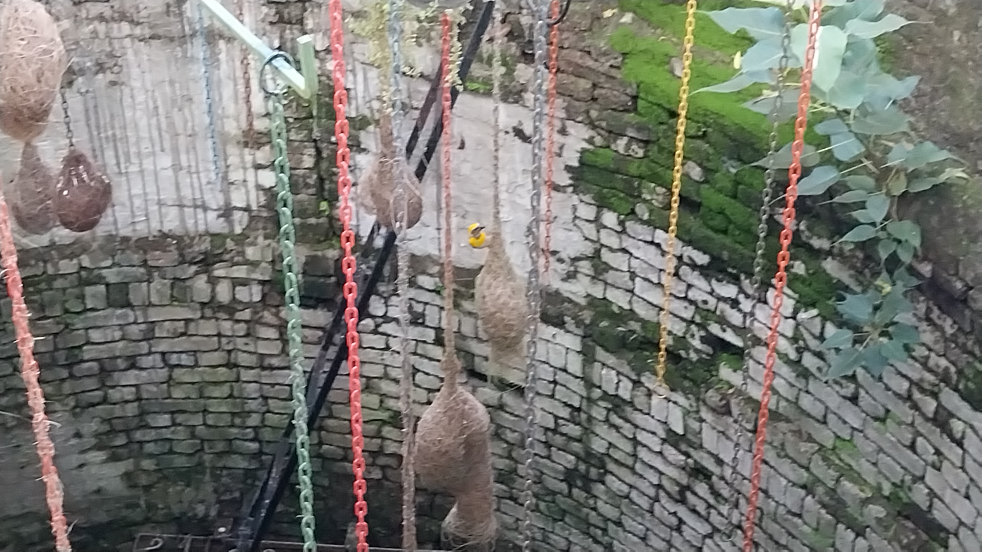 Narsinghpur hanging bird nests