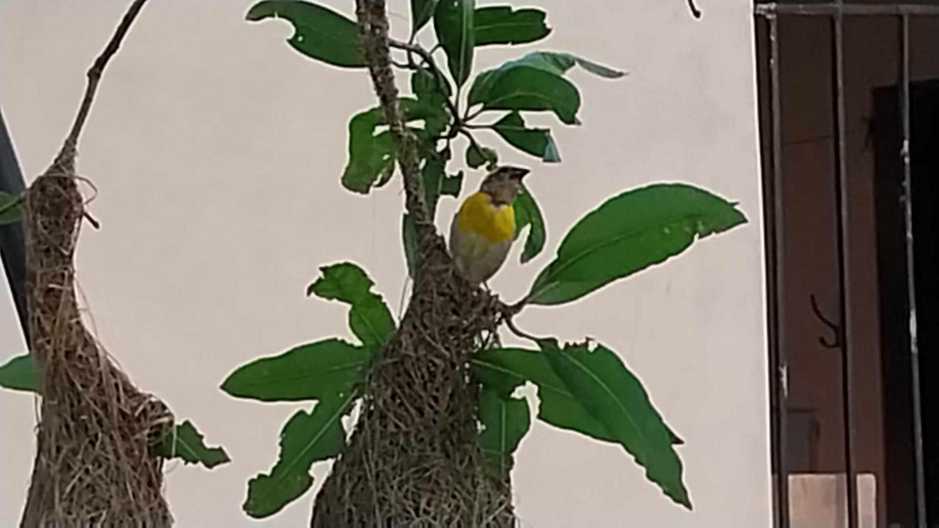 Weaver Bird Nest Engineering