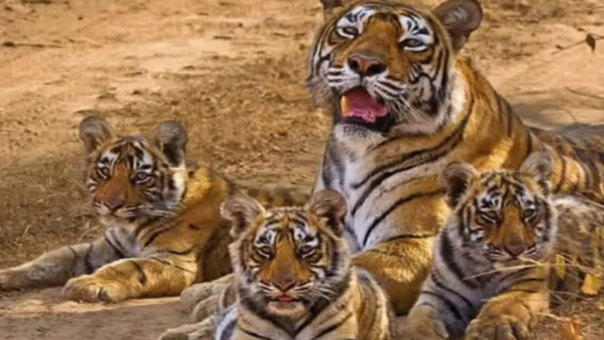 Good news! Tiger population in Uttarakhand sees a 314% jump: Here's why it  happened - Times of India