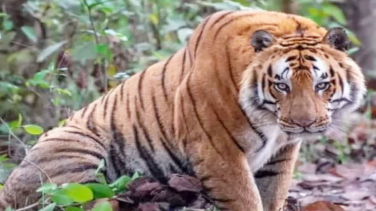 Terror of tiger attack villagers death