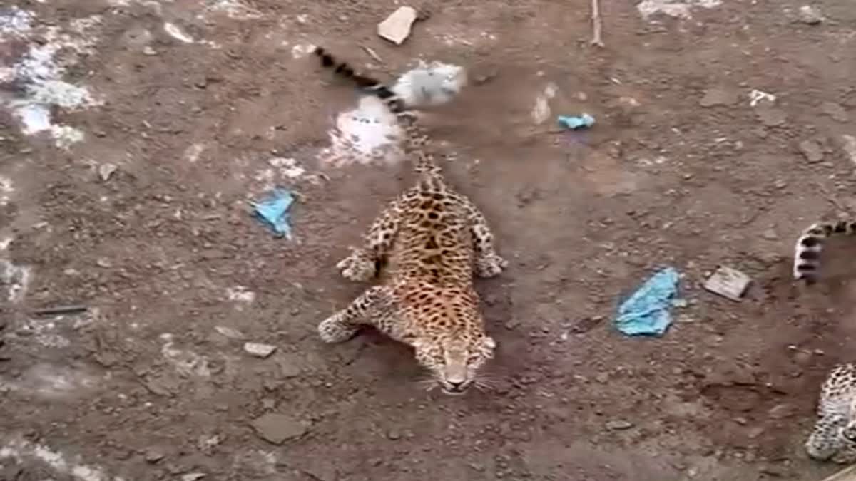 Leopard trapped in empty water tank in Shimla