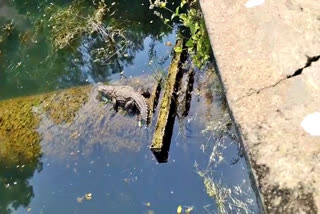 Crocodile in Manjeera Pumphouse in Sangareddy