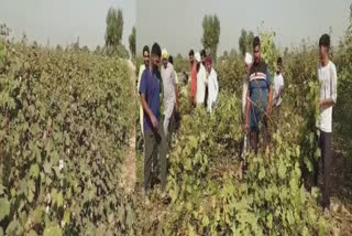Rain and the Gulabi sundi have affected the farmers' expectations, Crop In Sri muktsar Sahib