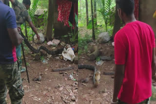 King Cobra Caught From House Thrissur  King Cobra Caught From House  King Cobra  snake found in house  Thrissur big snake found  കൂറ്റൻ രാജവെമ്പാലയെ പിടികൂടി  പാമ്പിനെ പിടികൂടി  തൃശൂരിൽ പാമ്പിനെ പിടികൂടി  വീട്ടിലെ വിറകുപുരയിൽ നിന്ന് പാമ്പിനെ കണ്ടെത്തി  പാമ്പിനെ പിടിച്ചു