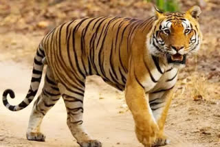 Tiger spotted in Bhopal