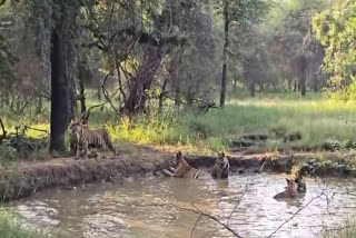 5 tigers playing together in water