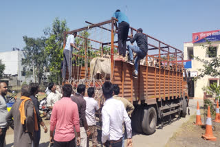 8 trucks seized for carrying cows in Pratapgarh