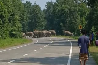 Elephants On National Highway In Korba