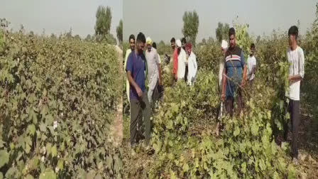 Rain and the Gulabi sundi have affected the farmers' expectations, Crop In Sri muktsar Sahib