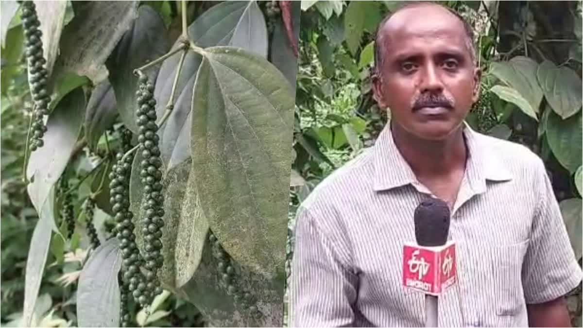 കുരുമുളക് കൃഷി  FARMER MANOJ  സമ്മിശ്ര കൃഷി  LATEST MALAYALAM NEWS