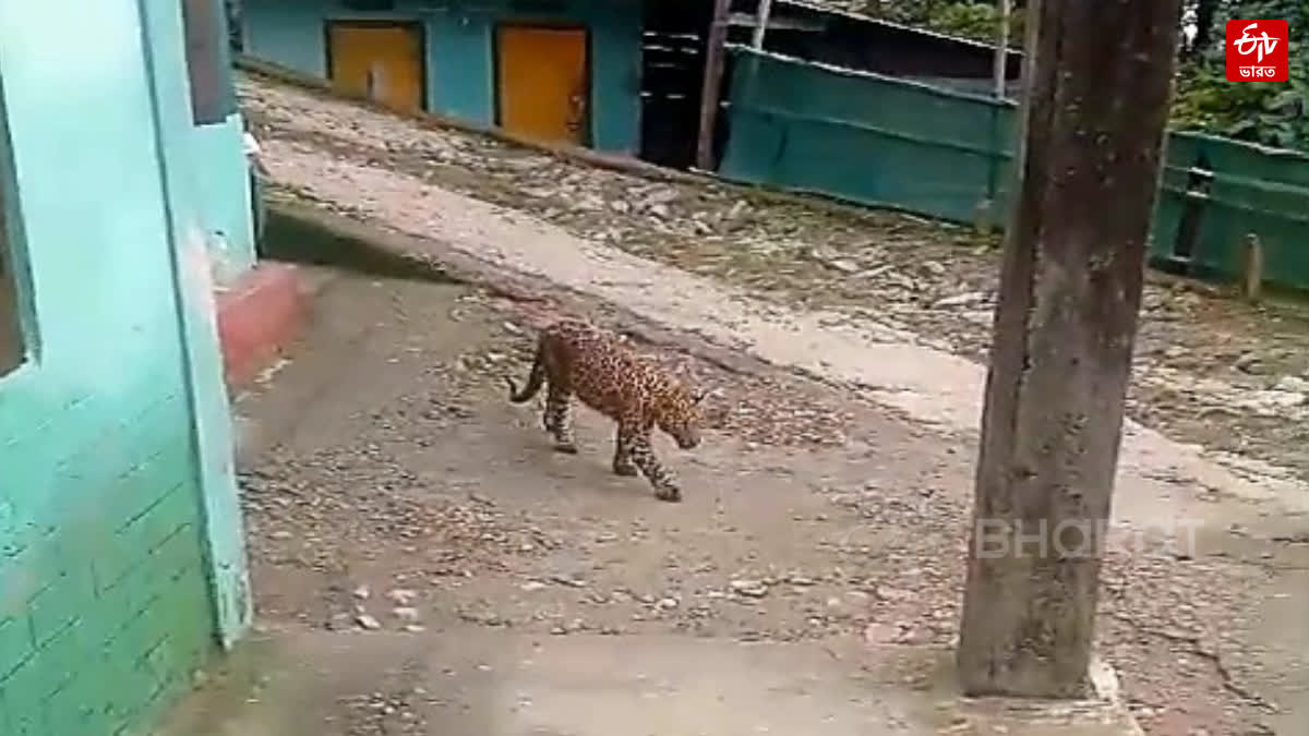 Leopard Enters Locality