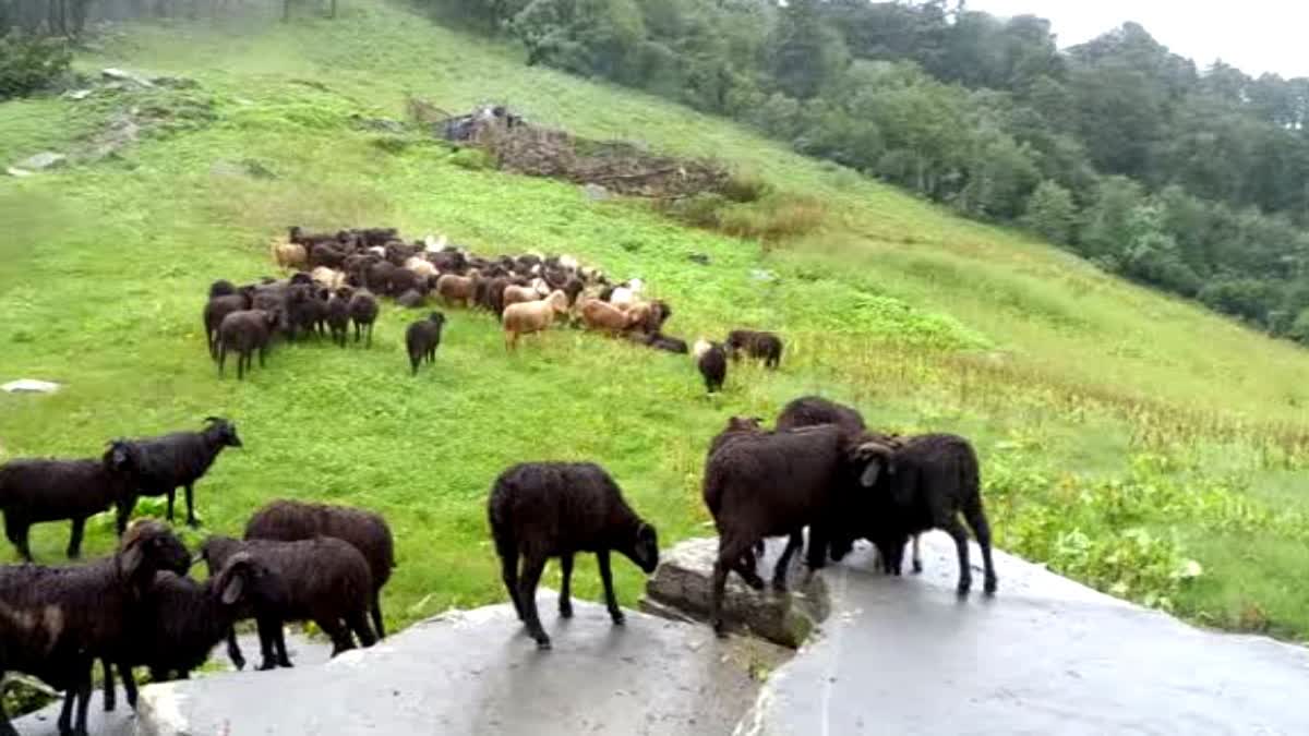 Lightning struck in Uttarkashi