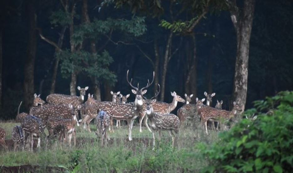 SIMILIPAL SANCTUARY OPEN