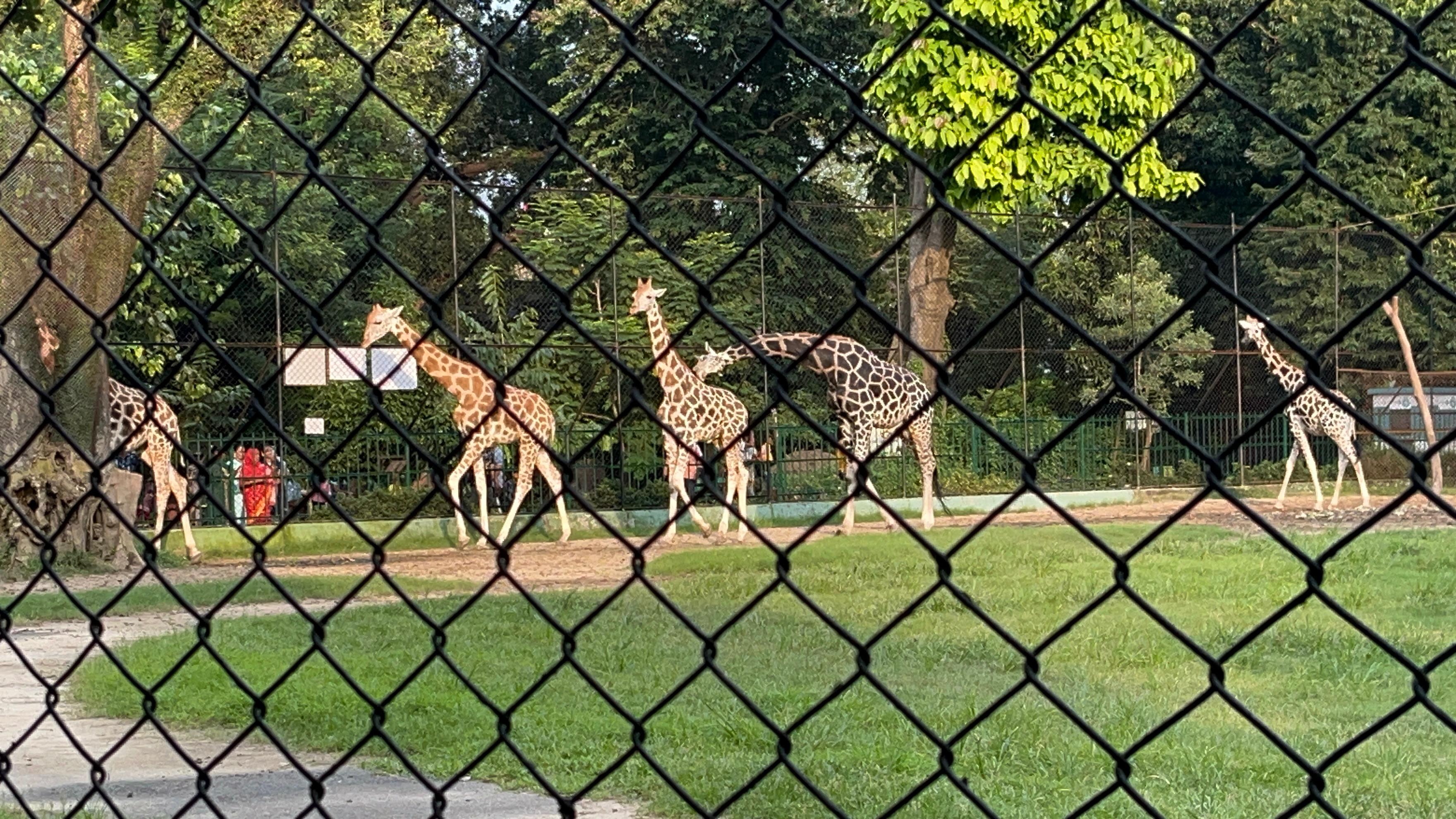 Alipore Zoo