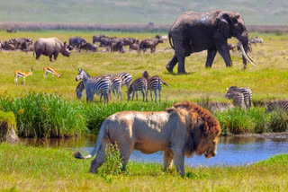 Wildlife populations have declined by 73 per cent since 1970 due to habitat loss, climate change, and pollution, according to WWF's 'Living Planet Report' 2024.