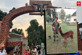 ALPACA IN ALIPORE ZOO