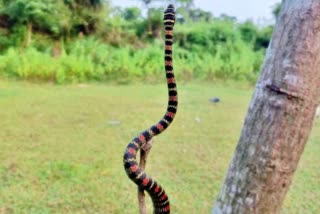 Flying Snake in Paderu