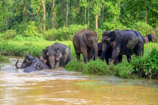 Study Finds Wrinkles On Elephants' Trunk Can Suggest If It Is Right-Or Left-Trunked