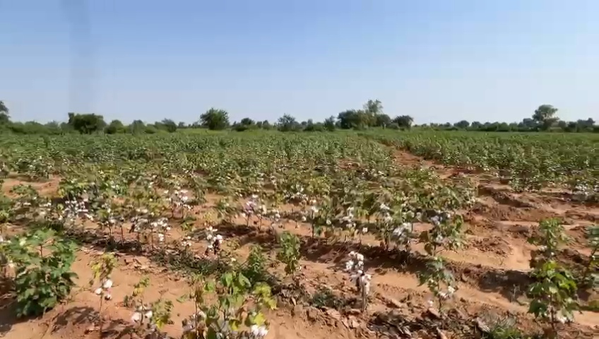 કચ્છના ગામડાઓમાં નકલી બિયારણ