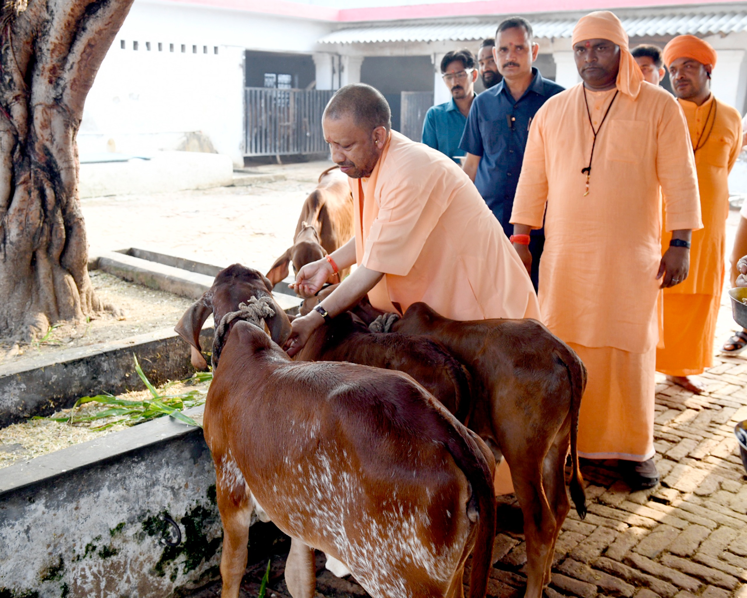 गायों को गुड़ व चारा खिलाया