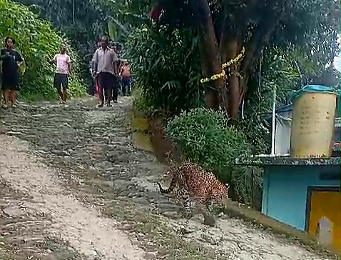 Leopard Enters Locality