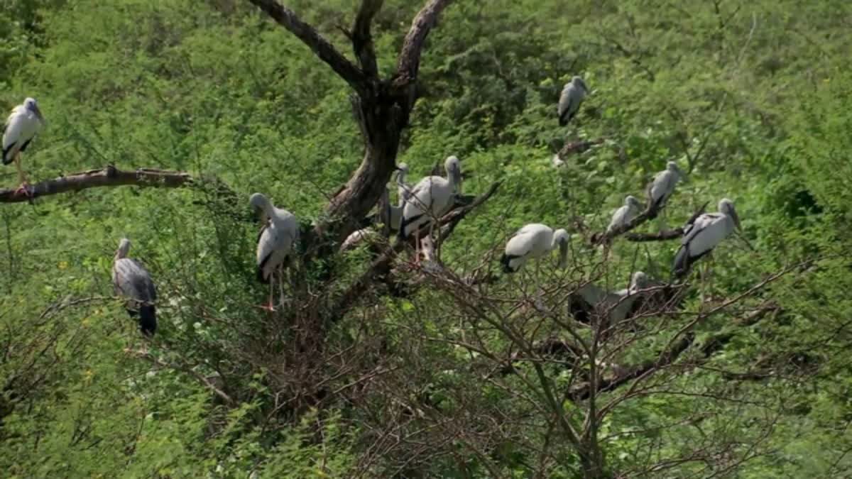 Cracker Less Diwali To Protect Migratory Birds