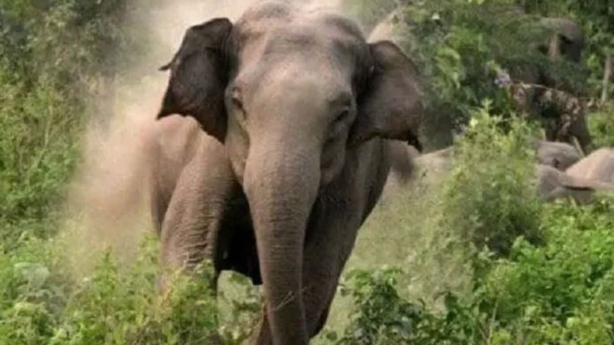 elephant kills villager in marwahi