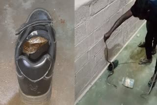 A cobra caught in school shoes