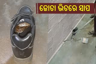 ଜୋତା ଭିତରୁ ନାଗସାପ ଉଦ୍ଧାର