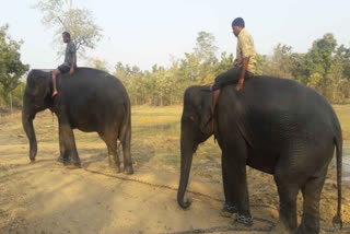 Surguja elephant-affected areas