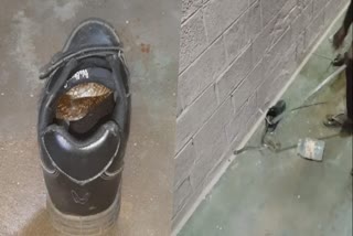 A COBRA CAUGHT IN SCHOOL SHOES.. THE VIDEO GOES VIRAL