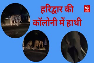 Video of elephants in Haridwar colony