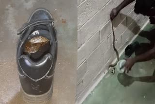 Cobra Inside Of School Uniform Shoe  പതുങ്ങിയിരുന്ന് ചീറ്റലോട് ചീറ്റല്‍  ഷൂസിനുള്ളില്‍ പതിയിരുന്ന് മൂര്‍ഖന്‍  Tamil Nadu Snack Catch  സാഹസികമായി പിടികൂടി  മൂര്‍ഖന്‍  മൂര്‍ഖന്‍ തമിവ്‌നാട്