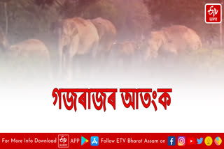 Wild elephant menace in Golaghat