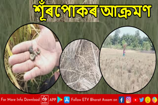 Insect destroyed paddy field in Udalguri