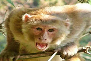 Monkey attack in Banka