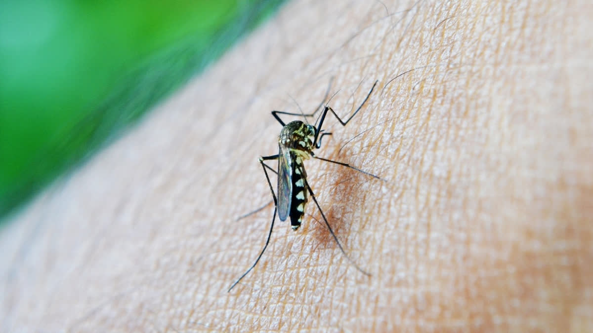 Data from the Kolkata Municipal Corporation says the city recorded 865 cases of dengue till November 3 this year as compared to 12,334 in 2023.