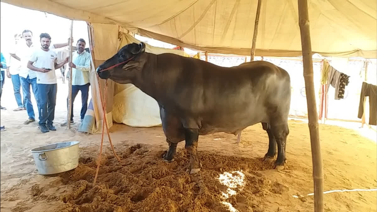 Anmol, the buffalo, at the Pushkar International Cattle Fair.