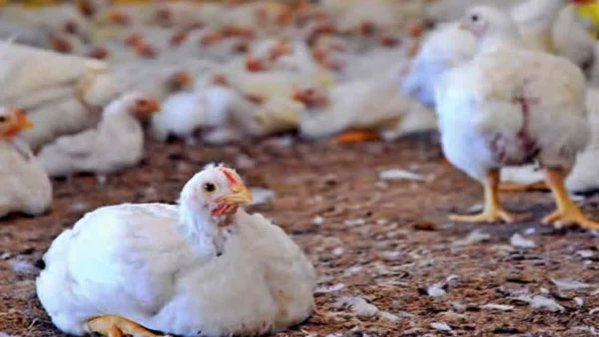 A file photo of a poultry farm