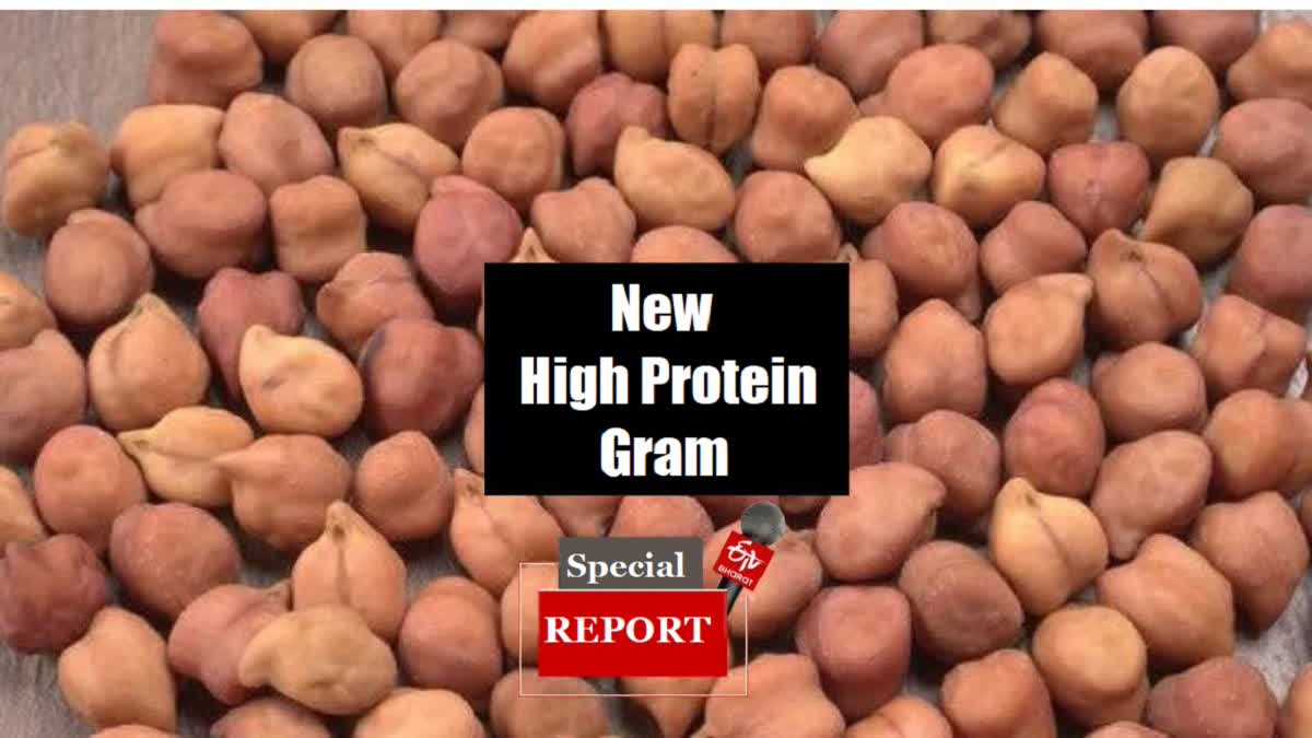 High protein chickpea or chana discovered.