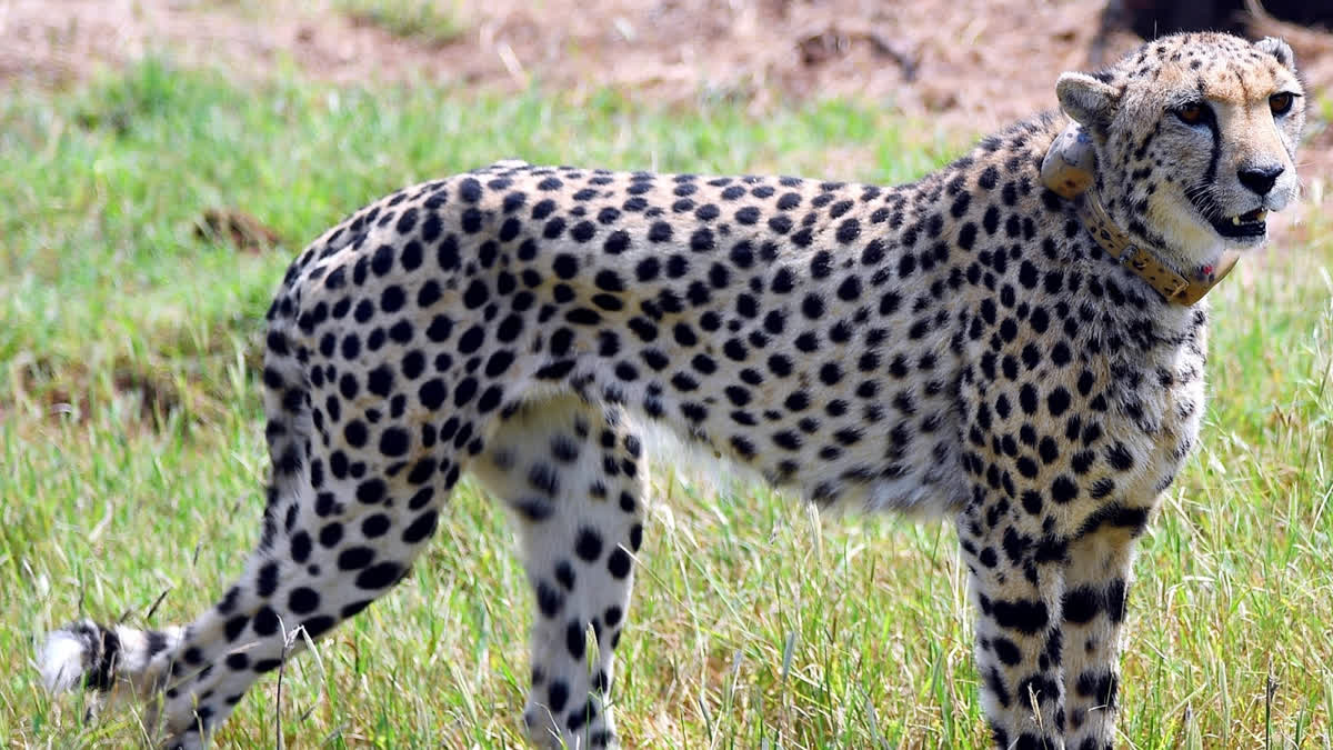 Kuno Park Addresses Cheetah Prey Shortage With Chital Arrival