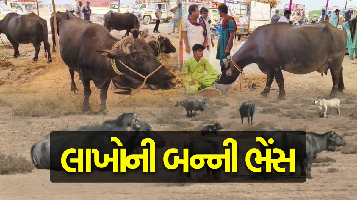 રાષ્ટ્રીય માન્યતા ધરાવતી આ ભેસની કિંમત  7.11 લાખ