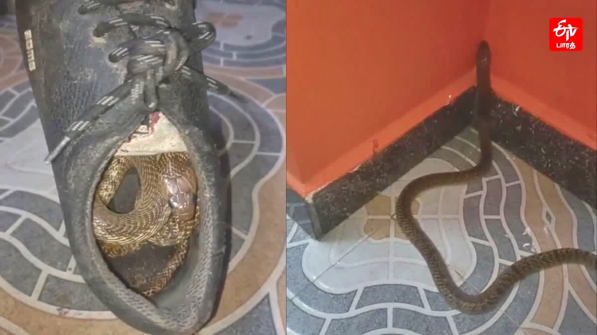 Snake Hides in Child's Shoe in Tamil Nadu