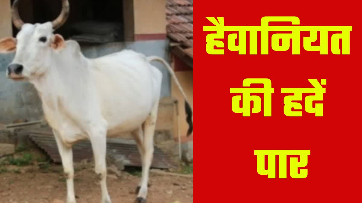 COW SLAUGHTER IN HISAR