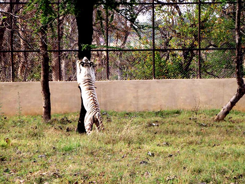 MUKUNDPUR NIGHT SAFARI STARTED