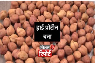 kanpur iipr scientists discovered high protein chana is good for health how much eat per day